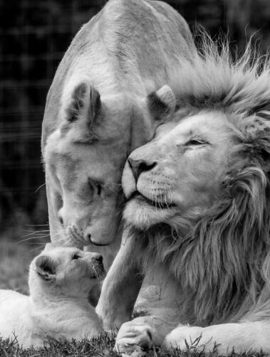 lion poster