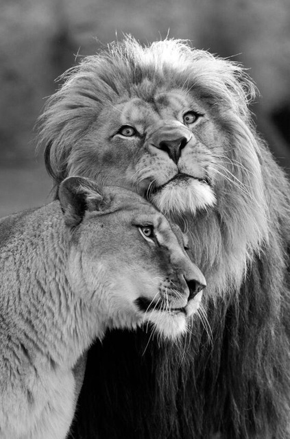 lion print